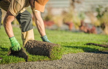 professional landscaper rolling out the sod preparing the instant lawn in his client s background