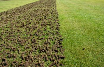 Pile of plugs of soil removed from sports field. Waste of core aeration technique used in the upkeep of lawns and turf